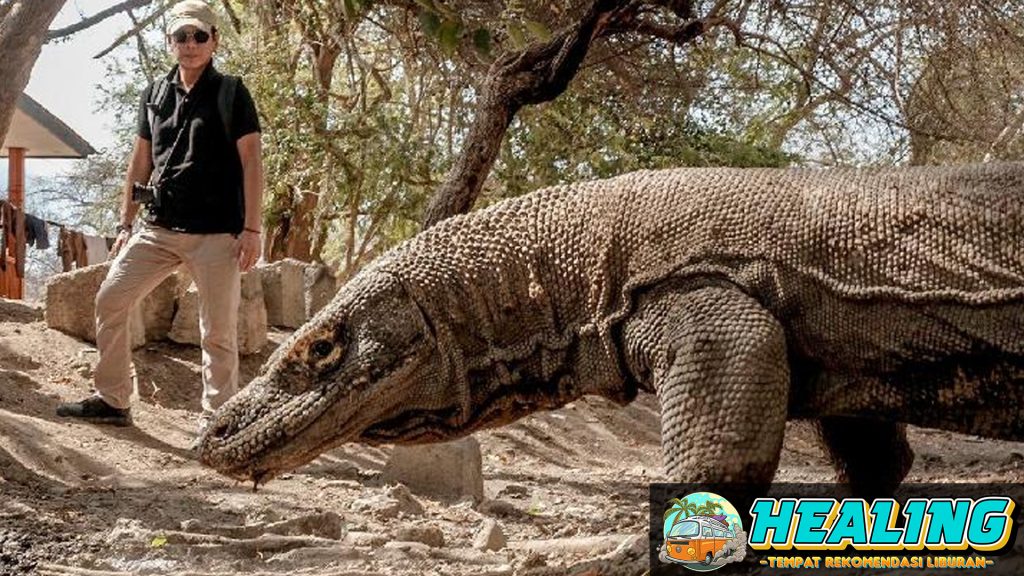 www.thelocal150.com, Strategi Sukses Kunjungan ke Labuan Bajo saat TN Komodo Tutup Labuan Bajo, yang terkenal dengan Taman Nasional Komodo, menawarkan banyak alternatif menarik meski TN Komodo sedang tutup. Berikut ini adalah strategi sukses untuk tetap menikmati kunjungan ke Labuan Bajo dengan berbagai aktivitas menarik lainnya. Alternatif Wisata di Labuan Bajo 1. Eksplorasi Pulau-Pulau Sekitar Pulau Padar Pertama-tama, Pulau Padar adalah destinasi yang wajib dikunjungi. Dengan kata lain, pemandangan dari puncak bukit Pulau Padar yang mempesona dengan kombinasi pantai berpasir putih, hitam, dan pink memberikan pengalaman visual yang luar biasa. Pulau Kanawa Selain itu, Pulau Kanawa menawarkan keindahan bawah laut yang menakjubkan. Snorkeling dan diving di sini memberikan kesempatan untuk melihat terumbu karang yang indah dan berbagai jenis ikan yang berwarna-warni. 2. Petualangan Air Snorkeling dan Diving Labuan Bajo dikenal dengan keindahan bawah lautnya. Lokasi seperti Batu Bolong dan Manta Point menawarkan pengalaman menyelam yang luar biasa dengan keanekaragaman hayati laut yang kaya. Berenang di Pantai Pink Selain itu, kunjungi Pantai Pink yang terkenal dengan pasirnya yang unik. Pantai ini tidak hanya indah tetapi juga menawarkan perairan yang jernih untuk berenang dan bersantai. Aktivitas di Daratan 1. Jelajah Goa dan Air Terjun Goa Batu Cermin Goa Batu Cermin adalah salah satu destinasi menarik di Labuan Bajo. Dengan kata lain, goa ini menawarkan formasi batuan yang unik dan pantulan cahaya yang memukau di dalam goa. Air Terjun Cunca Wulang Selain itu, Air Terjun Cunca Wulang adalah tempat yang tepat untuk menyegarkan diri. Air terjun yang dikelilingi hutan hijau memberikan suasana yang tenang dan alami. 2. Wisata Budaya Desa Wae Rebo Desa Wae Rebo adalah desa adat yang terletak di ketinggian, menawarkan pengalaman budaya yang autentik. Dengan kata lain, pengunjung dapat belajar tentang kehidupan masyarakat lokal dan tradisi mereka yang masih dijaga dengan baik. Desa Komodo Selain itu, meskipun TN Komodo tutup, Anda masih bisa mengunjungi Desa Komodo untuk melihat kehidupan sehari-hari masyarakat setempat dan membeli kerajinan tangan khas mereka. Tips Praktis untuk Kunjungan 1. Perencanaan dan Reservasi Pesan Akomodasi dan Transportasi Pertama-tama, pastikan Anda telah memesan akomodasi dan transportasi jauh-jauh hari. Dengan kata lain, perencanaan yang baik akan menghindarkan Anda dari masalah ketersediaan tempat menginap dan transportasi selama di Labuan Bajo. Rencanakan Itinerary dengan Baik Selain itu, buatlah itinerary yang rinci dan fleksibel. Dengan demikian, Anda dapat menyesuaikan aktivitas sesuai dengan kondisi cuaca dan situasi di lapangan. 2. Perlengkapan dan Persiapan Bawa Perlengkapan yang Diperlukan Pastikan Anda membawa perlengkapan yang diperlukan seperti pakaian renang, peralatan snorkeling, dan kamera. Dengan kata lain, perlengkapan yang lengkap akan memastikan Anda dapat menikmati setiap aktivitas dengan maksimal. Siapkan Fisik dan Mental Selain itu, siapkan fisik dan mental Anda untuk berbagai kegiatan petualangan. Trekking dan aktivitas air memerlukan kondisi fisik yang prima. Dengan demikian, kesehatan Anda harus terjaga dengan baik sebelum dan selama perjalanan. Kesimpulan Meskipun Taman Nasional Komodo tutup, Labuan Bajo tetap menawarkan berbagai aktivitas menarik dan destinasi alternatif yang mempesona. Dengan perencanaan yang baik dan pemilihan aktivitas yang tepat, Anda masih bisa menikmati keindahan dan petualangan di Labuan Bajo. Dengan kata lain, fleksibilitas dan kesiapan adalah kunci untuk mendapatkan pengalaman liburan yang menyenangkan di Labuan Bajo.