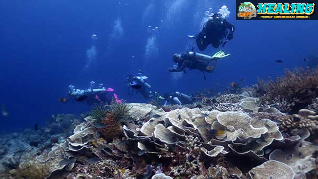 Taman Nasional Wakatobi: Surga bagi Pecinta Alam