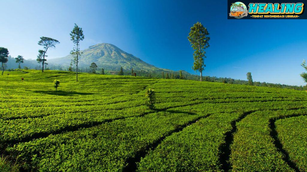 Kebun Teh Tambi: Destinasi Healing yang Memikat