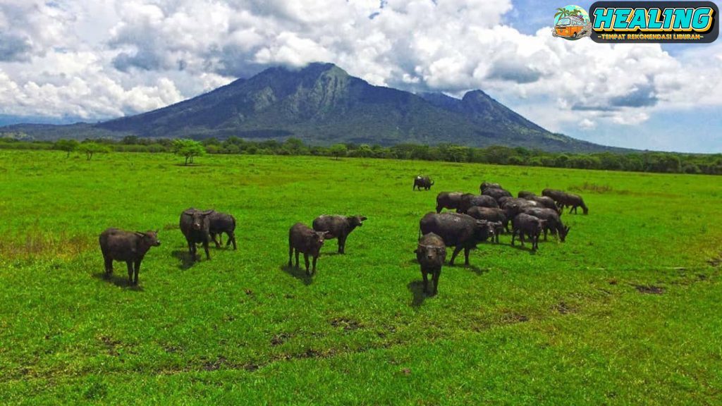 Panduan Lengkap Wisata ke Taman Nasional Baluran, Banyuwangi