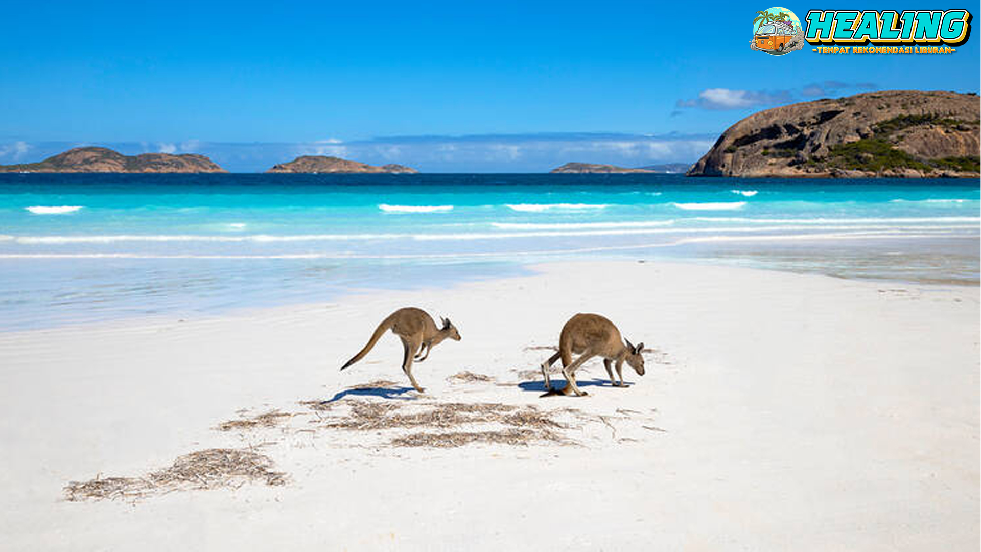 Lucky Bay: Pantai dengan Kanguru sebagai Tamu Istimewa!