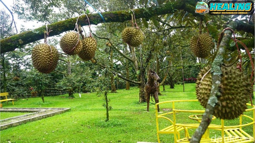 Warso Farm: Surga Durian di Bogor yang Wajib Kamu Kunjungi!